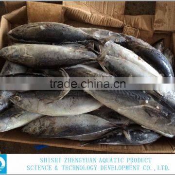 FROZEN BONITO TUNA WHOLE ROUND photo-3