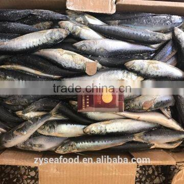 Bulk Frozen Headless Gutted HGT Sardine photo-3