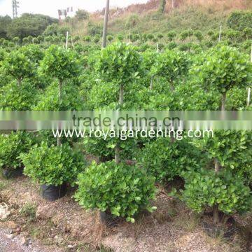 Ficus panda 3 steps nursery for landscaping