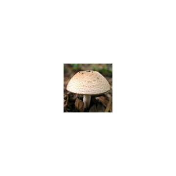 Agaricus Blazei Mushroom Extract