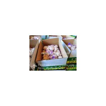 Chinese Natural 5.5cm Red Garlic Loose Packing In 10kg Carton Box