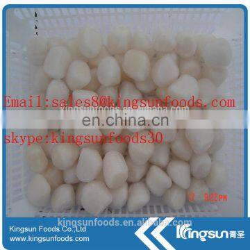 Frozen Scallop For American With Sea Scallop/bay Scallop