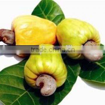 Premium Quality Raw Cashew Nuts