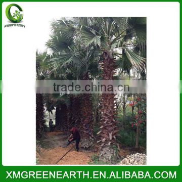 Washingtonia robusta palms trunk 5-6m