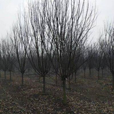 Prices of Sichuan North American Crabapples, Quotation List From the Base, Manufacturers and Wholesalers photo-4