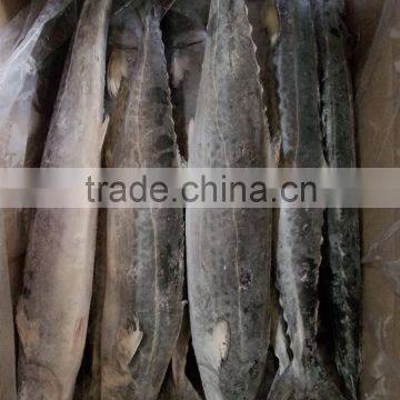 Frozen Spanish Mackerel