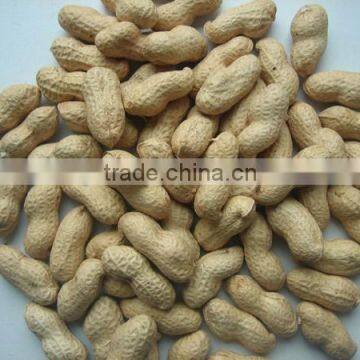 WASHED PEANUT IN SHELL 9/11