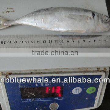 new frozen horse mackerel 20-25cm 23cm up 25cm up