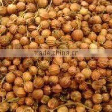 Fresh brown coriander