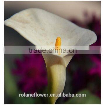 bulk wholesale long stem single head fresh cut calla flower for wedding