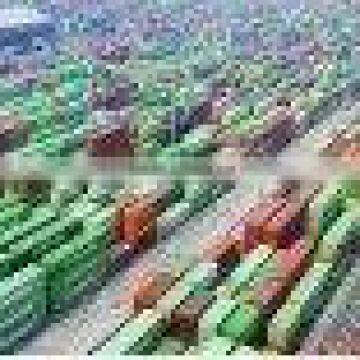 Transportation Cargo Logistic Services