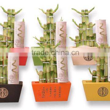 Tier Step Stair Lucky Bamboo Air Bonsai Tree Dracaena Sanderiana Indoor Ornamental Aquatic Plants Nursery Garden Decoration photo-3