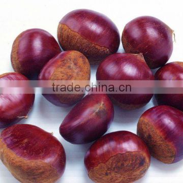 chinese raw chestnut(95-105pcs) in mesh bag