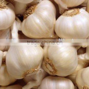 various Egyptian Garlic...DRY GARLIC...RED WHITE GARLIC