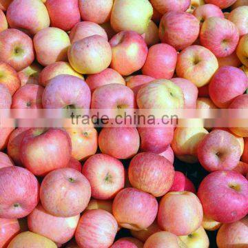 Fresh Fruit Chinese Gala Apple photo-5