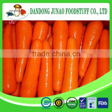 New season bulk Chinese carrot in fresh