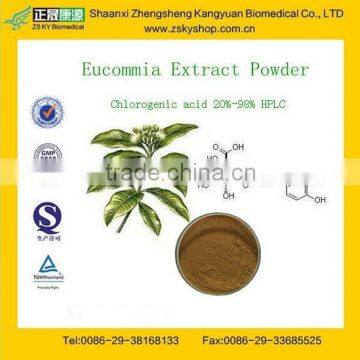 GMP Factory Supply Natural Eucommia Ulmoides Extract Chlorogenic acid