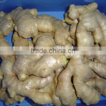 Yellow Color Fresh Ginger photo-5