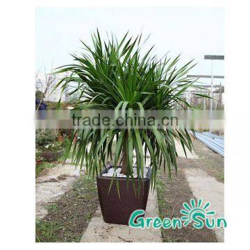 Hot Selling Diy Indoor Decoration Garden Planter Flower Pots photo-6