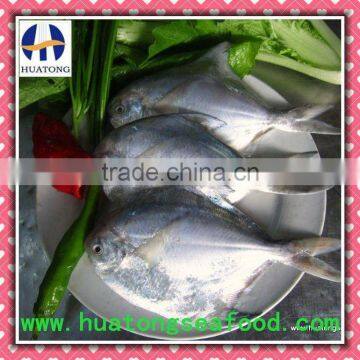 Frozen Silver Pomfret