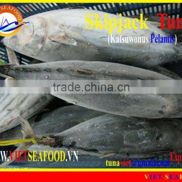 FROZEN WHOLE ROUND SKIPJACK TUNA