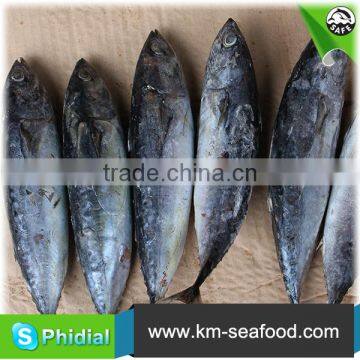 Hot Selling Without Faure Marin Bonito Exporting photo-6