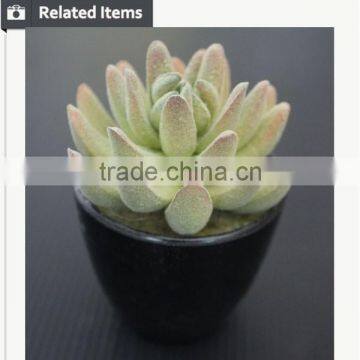 Cute Artifiical Mini Succulent With Ceramic Pot photo-5