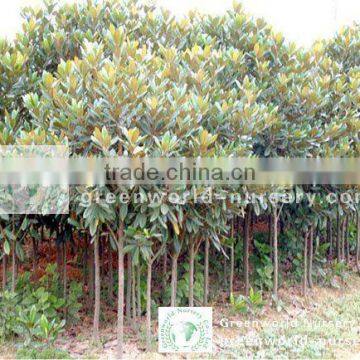 Magnolia grandiflora nursery small size