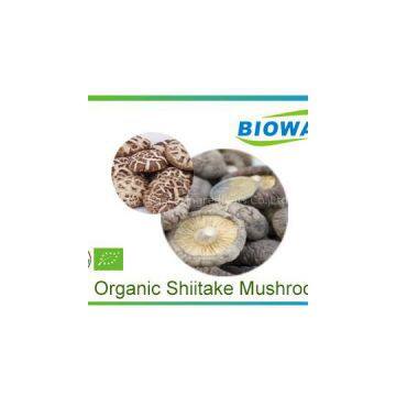 Organic Shiitake Mushroom