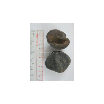 SEA CUCUMBER photo-2