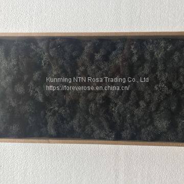 Preserved Forest Moss for Hotel or Office Decoration
