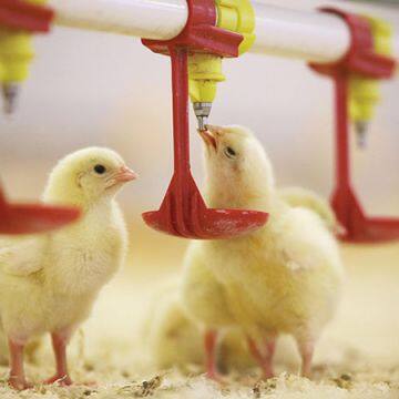 Automatic Poultry Farm Equipment Chicken Drinking System for Broiler Farm photo-3