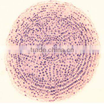 Plant root slides , plant root tip slides , root slides of botany, root slides of root