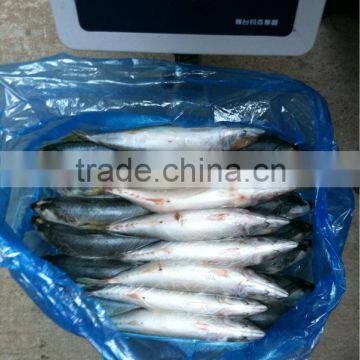 200-300G Sea Frozen Pacific Mackerel photo-2
