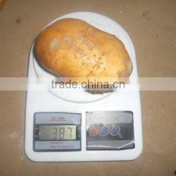 2015 New Crop of the Potato With Best Quality photo-2