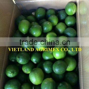 FRESH GREEN LIME/LIME SEEDLESS HIGH QUALITY/BIG SIZE