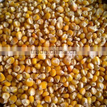 Grade # 1 Yellow Corn for Human Consumption