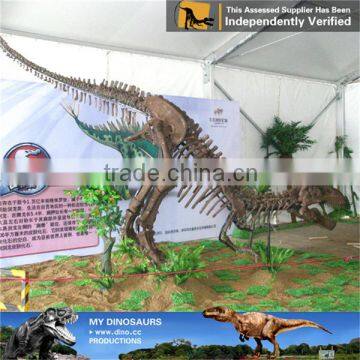 MY Dino-C038 Fiberglass dinosaur skeleton outdoor display