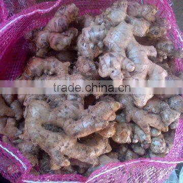 Vietnam Fresh Ginger photo-6