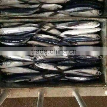 Chinese Anchovy Price For Canned