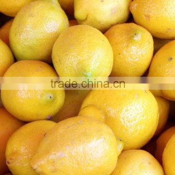 Grade A Fresh Lemon Fruit