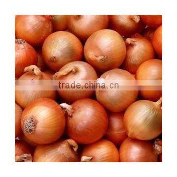 fresh yellow onion and red onion