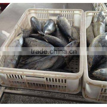 Wholesale bonito fish with good prices