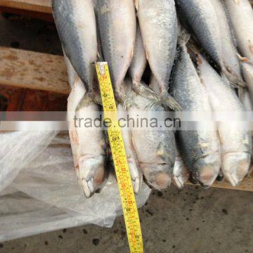 Pacific August Newly caught Scomber-Japonicus China origin