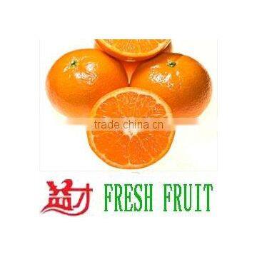 Grade A Fresh Navel Orange, Fresh Fruit photo-4