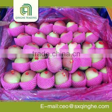 Bulk fresh green qinguan apple from China