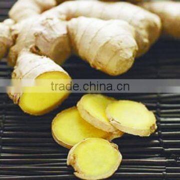 Competitive Price Wholesale Fresh Young Ginger