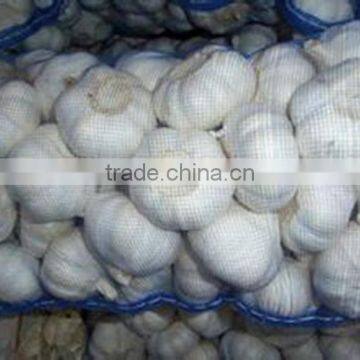 HACCP Certification China Fresh Garlic photo-5
