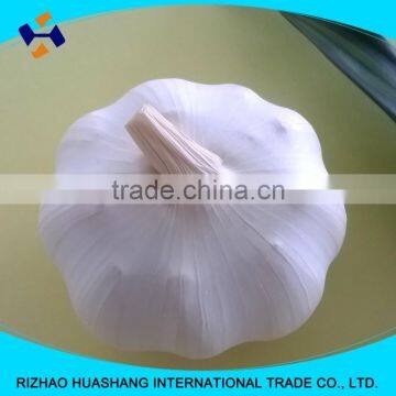 red garlic size5.0cm