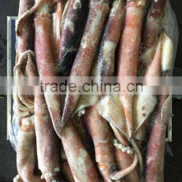 Todarodes pacificus squid tentacle tube whole round frozen